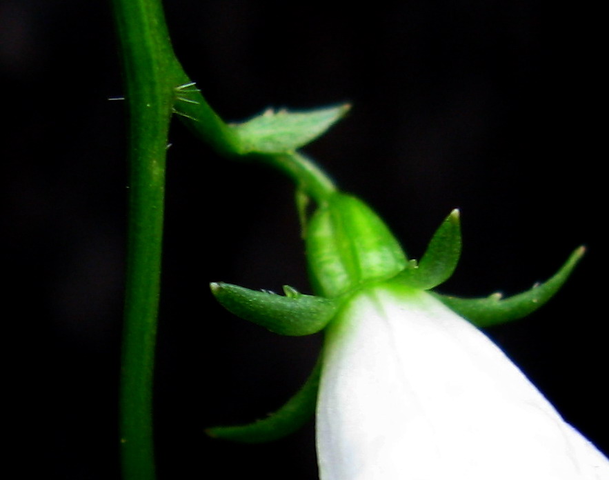 Изображение особи Adenophora sajanensis.