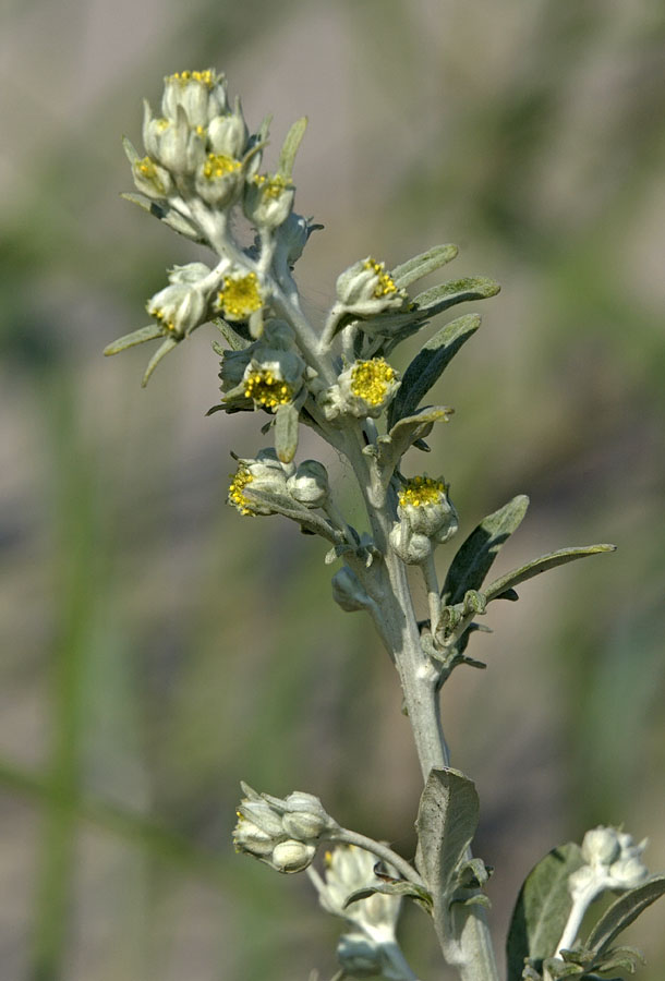 Image of genus Artemisia specimen.