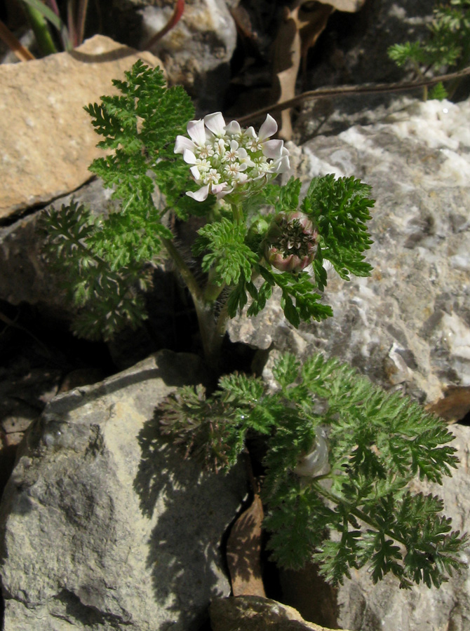 Image of Orlaya daucoides specimen.