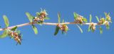 Euphorbia maculata. Короткие пазушные побеги с циатиями, характерные для этого вида. Абхазия, пос. Цандрипш, на песке. 30.08.2011.
