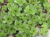 Sempervivum tectorum. \"Детки\" на прикорневых побегах. Московская обл., Раменский р-н, окр. дер. Хрипань, дачный участок. 09.05.2005.