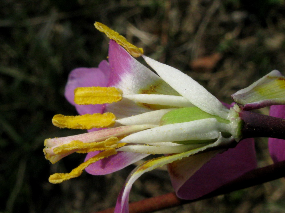 Image of Erythronium sajanense specimen.