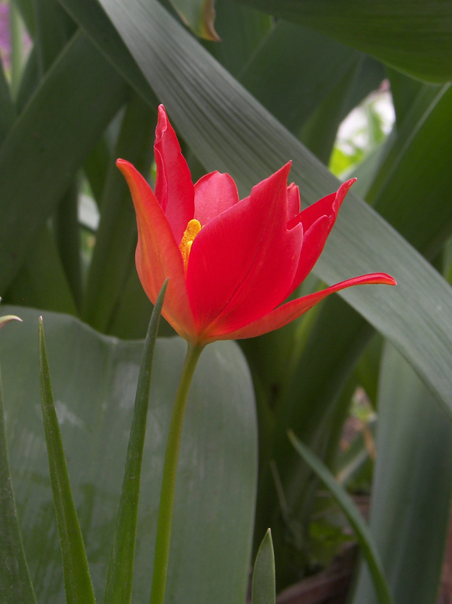 Изображение особи Tulipa sprengeri.