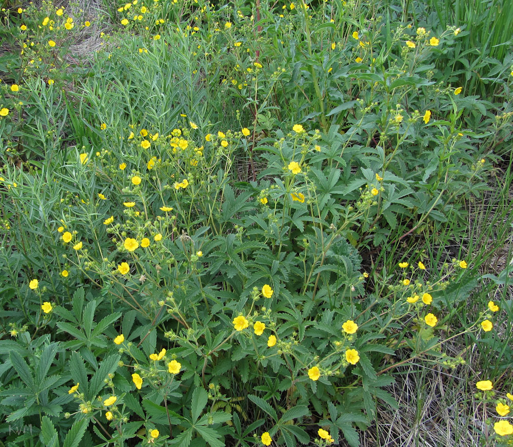 Изображение особи Potentilla recta.