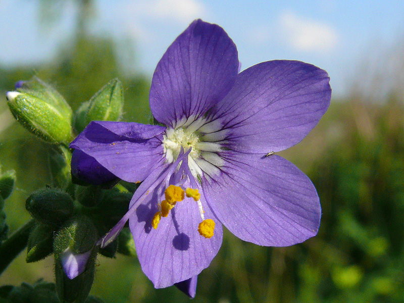 Image of Polemonium caeruleum specimen.