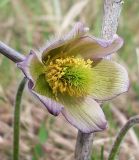 Pulsatilla pratensis