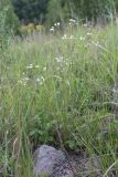 Galium triandrum