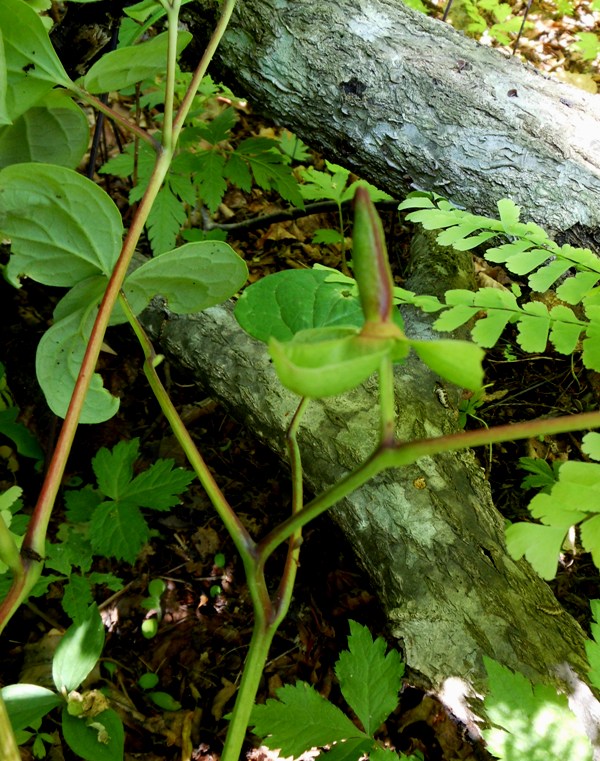 Image of Paeonia oreogeton specimen.