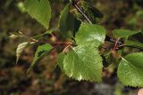 Betula × kusmisscheffii