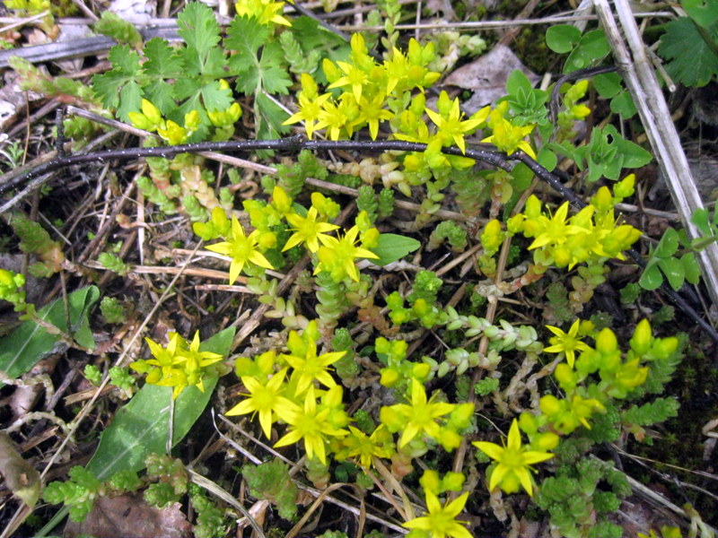Image of Sedum acre specimen.