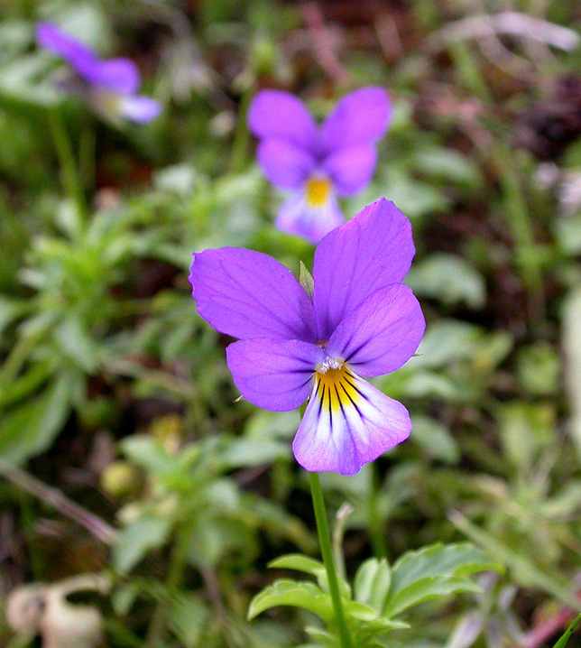 Image of Viola maritima specimen.