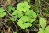 Ranunculus lapponicus