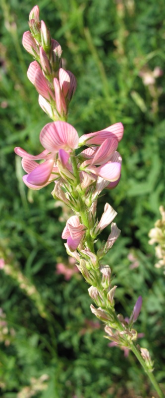 Изображение особи Onobrychis arenaria.