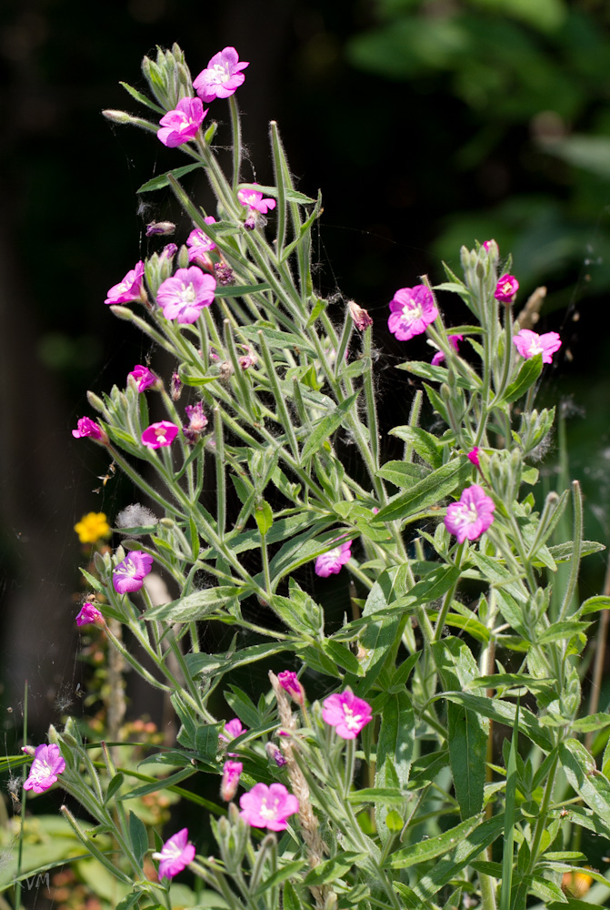 Изображение особи Epilobium villosum.