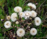 Erigeron acris. Верхушка растения с соплодиями. Украина, Волынская обл., Ратновский р-н, западнее с. Окачево, возле оз. Стрибуж, восстановившийся луг. 26 июля 2012 г.