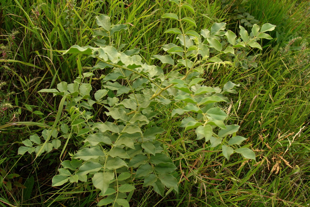 Image of Glycyrrhiza krasnoborovii specimen.