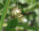 Medicago minima