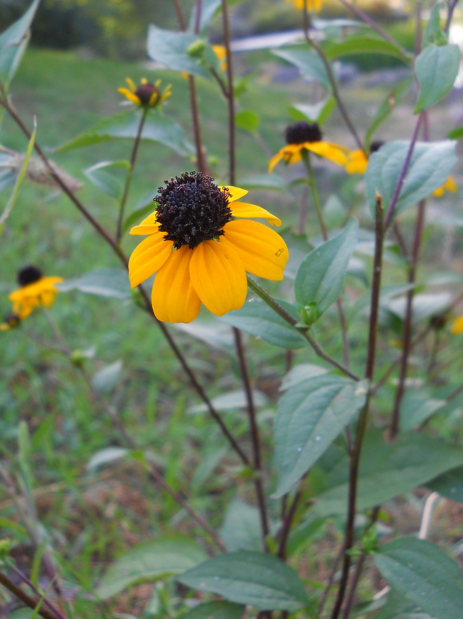 Image of Rudbeckia triloba specimen.