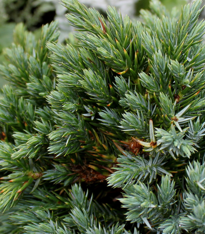 Image of Juniperus squamata specimen.