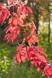 Parthenocissus quinquefolia. Листья в осенней окраске. Санкт-Петербург, Петергоф, парк \"Александрия\". 02.10.2012.