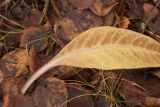 Cirsium heterophyllum