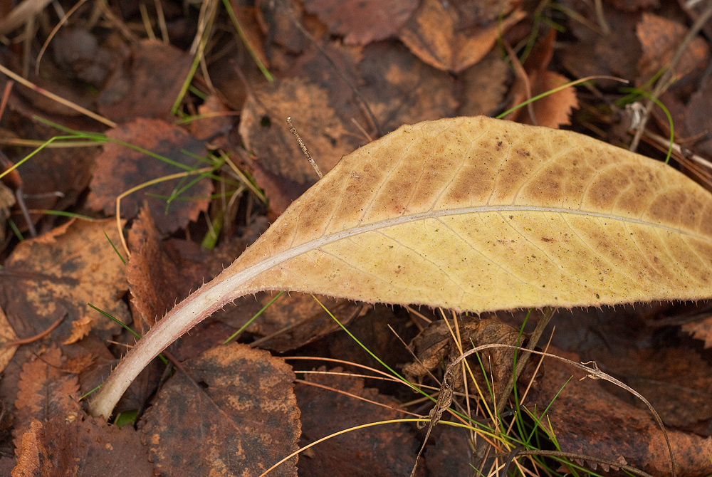 Image of Cirsium heterophyllum specimen.