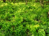 Lespedeza bicolor