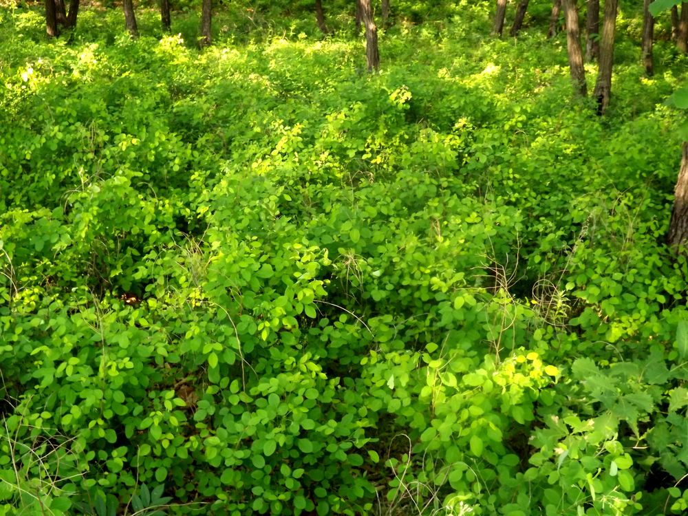 Image of Lespedeza bicolor specimen.