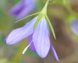 genus Campanula