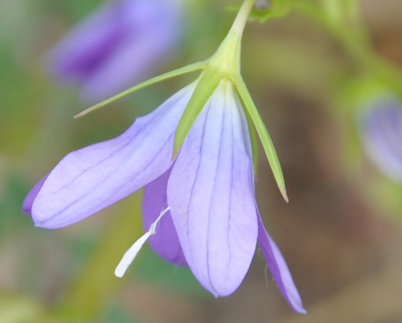 Изображение особи род Campanula.