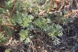 genus Artemisia
