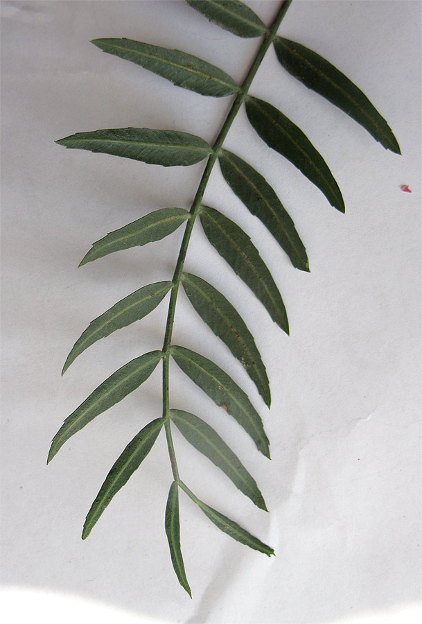 Изображение особи Schinus molle.