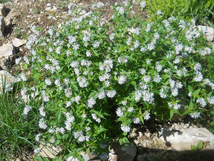 Image of Asperula caucasica specimen.