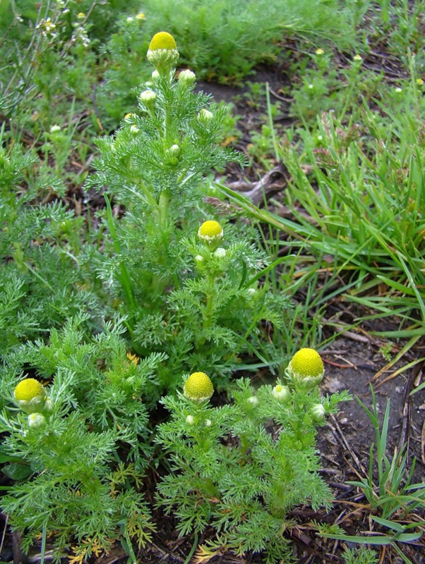 Изображение особи Matricaria discoidea.