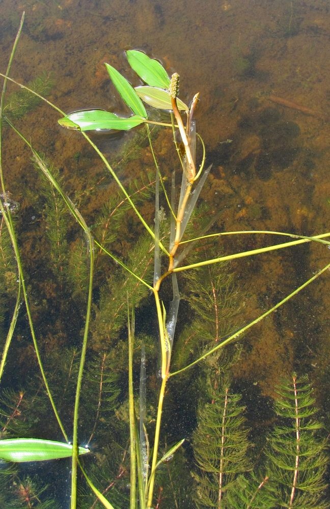 Image of Potamogeton natans specimen.