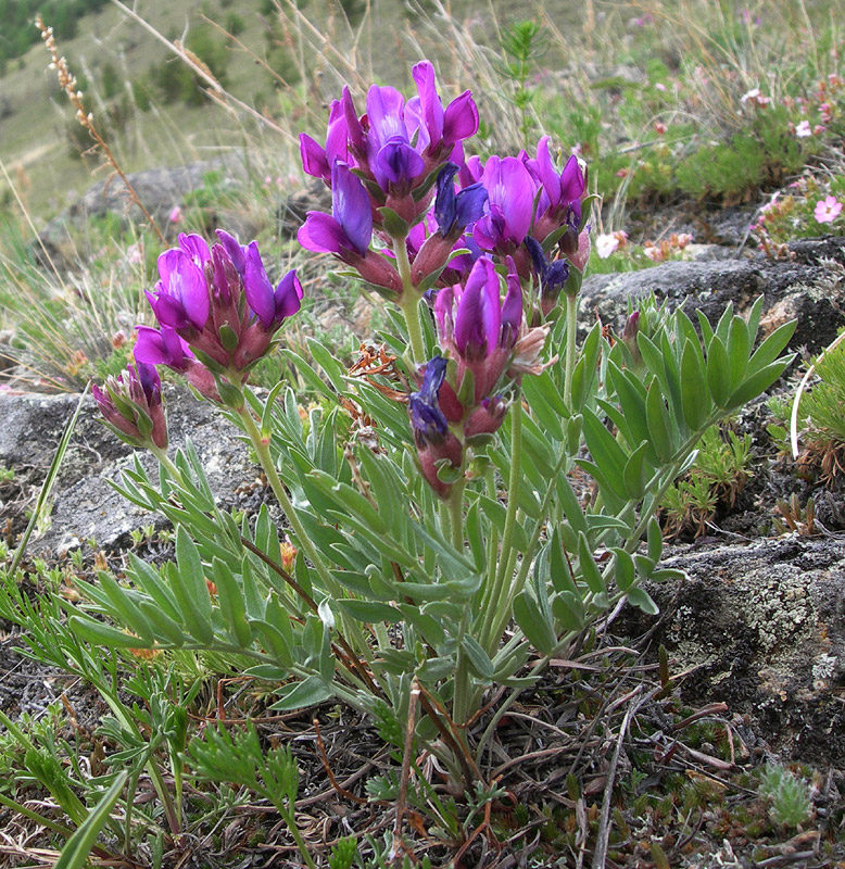 Изображение особи Oxytropis popoviana.