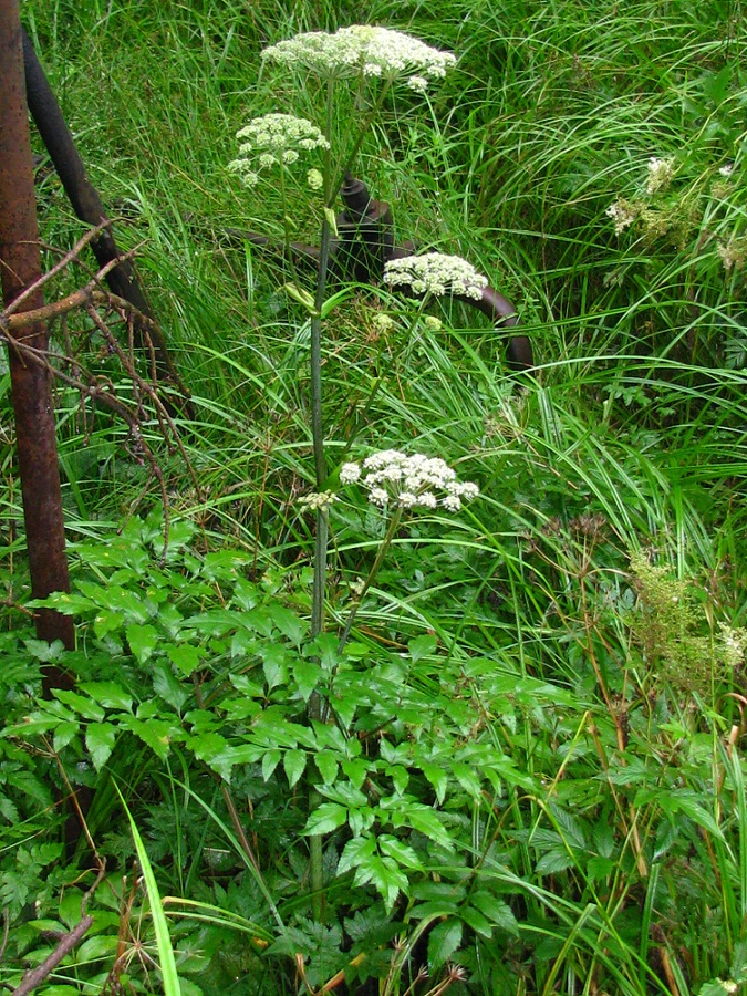 Изображение особи Angelica sylvestris.