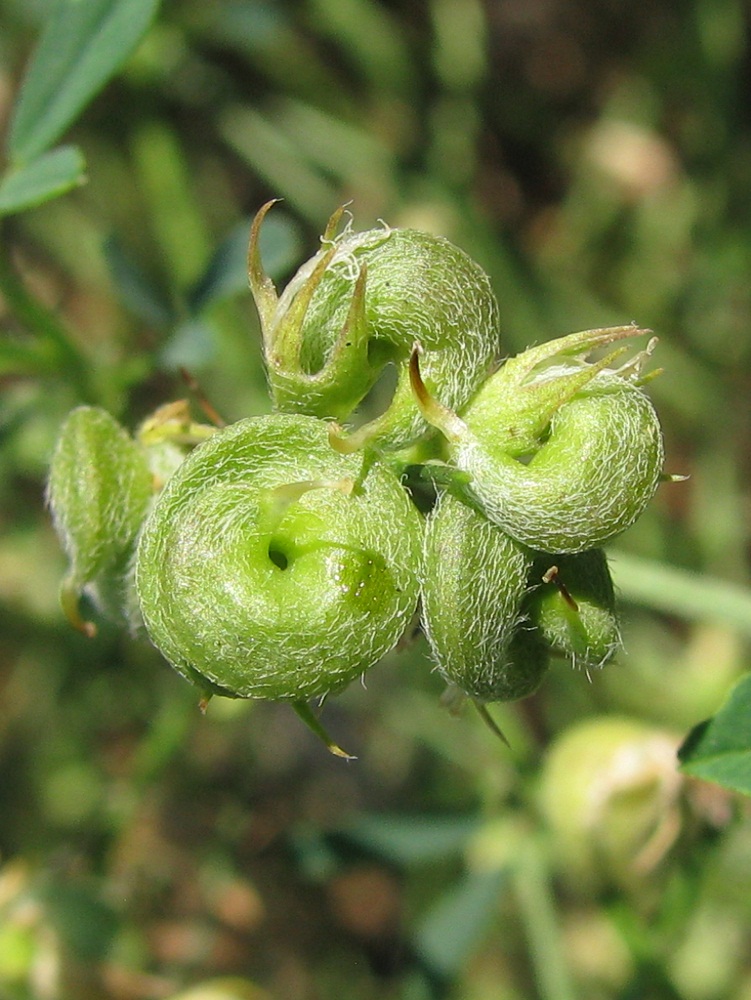 Image of Medicago sativa specimen.