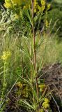 Galium verum