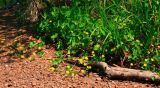 Caltha membranacea