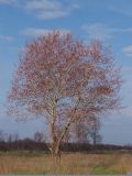 Populus balsamifera