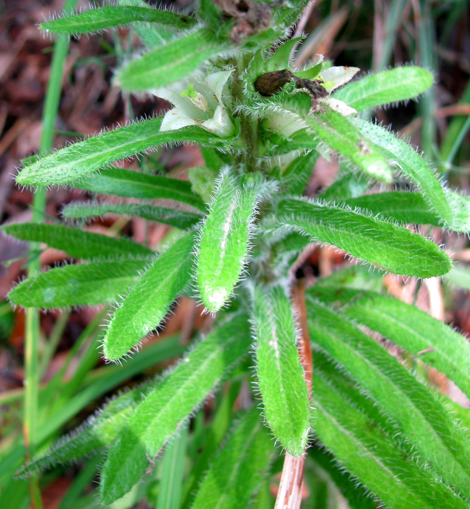 Изображение особи Campanula thyrsoides var. carniolica.