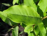 Elaeagnus multiflora