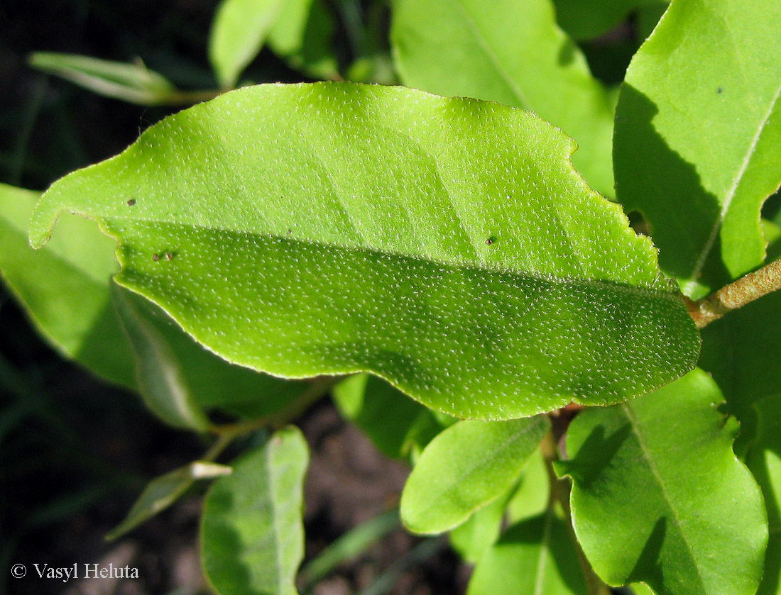 Image of Elaeagnus multiflora specimen.