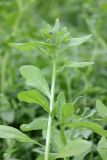 Asperugo procumbens