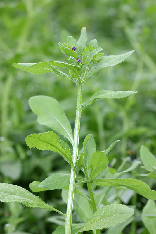 Image of Asperugo procumbens specimen.