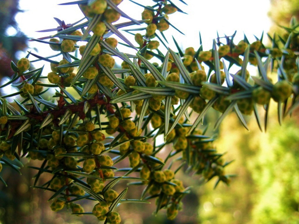 Image of Juniperus cedrus specimen.