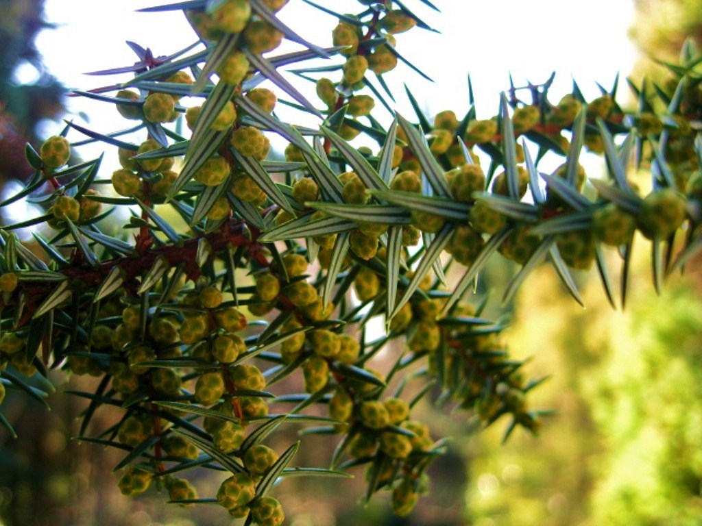 Изображение особи Juniperus cedrus.