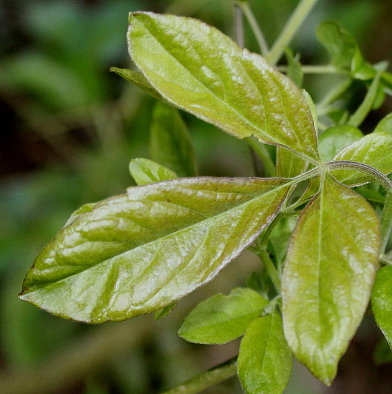 Изображение особи Vitex agnus-castus.