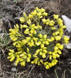 Draba lasiocarpa